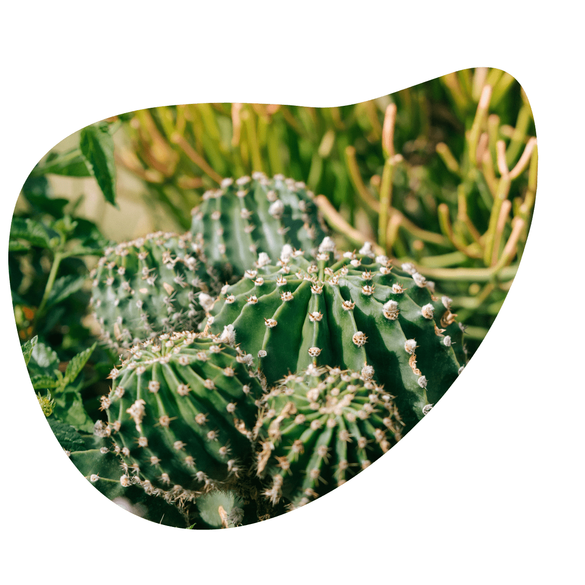 Photo of desert cactus