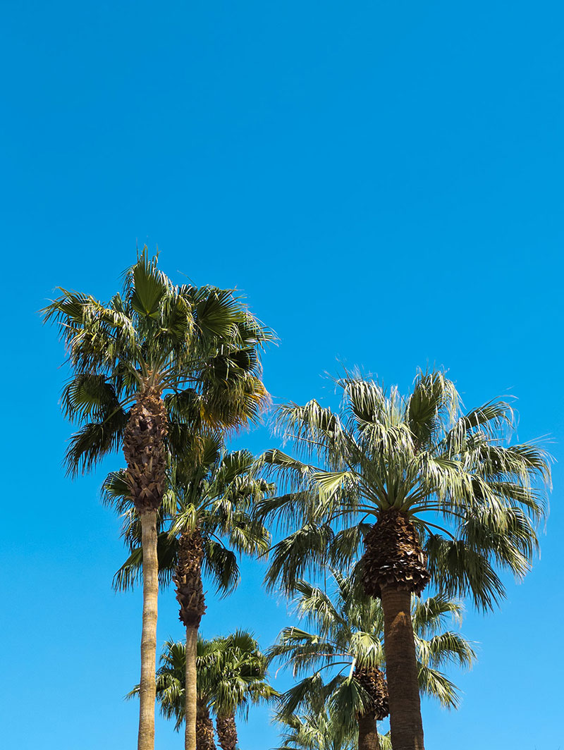 Coachella photo